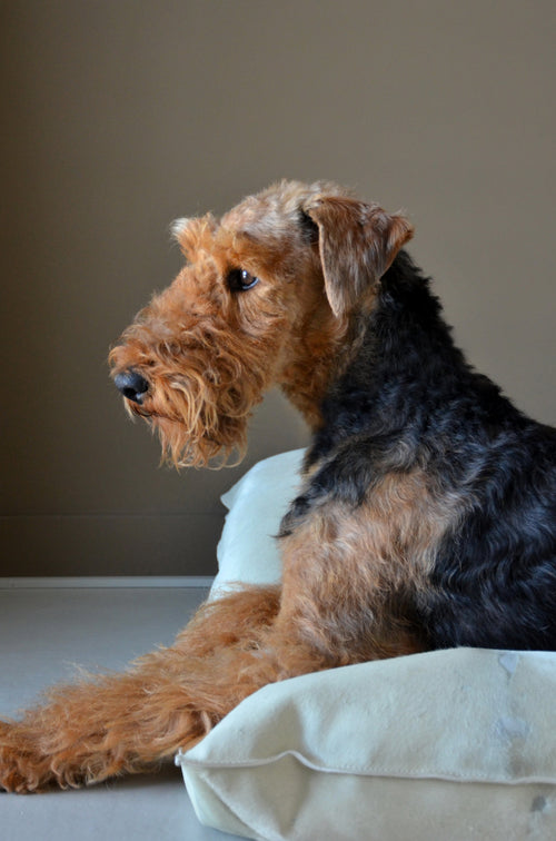 Decoration_CoutumeStudio_Airedale_Terrier