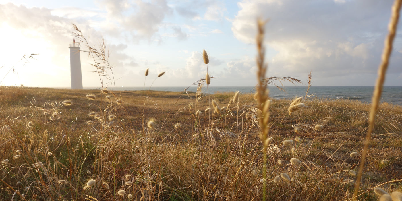 Noirmoutier_CoutumeStudio_dune
